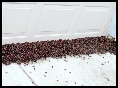 Swarm of June beetles 