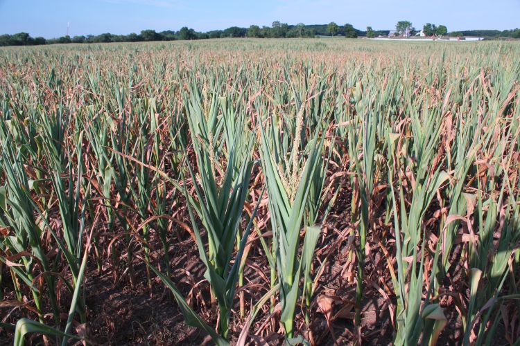 Drought-damaged corn