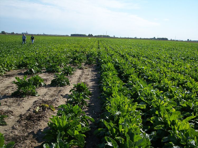 This sugarbeet field shows the impact in-furrow followed by a foliar application of azoxystrobin can have on controlling Rhizoctonia compared to none. Photos by Steven Poindexter, MSU Extension.