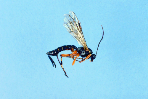 Larger than other parasitic wasps, they have a slender body, very distinct head, thorax and abdomen