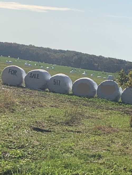 Baleage bagged up in a field