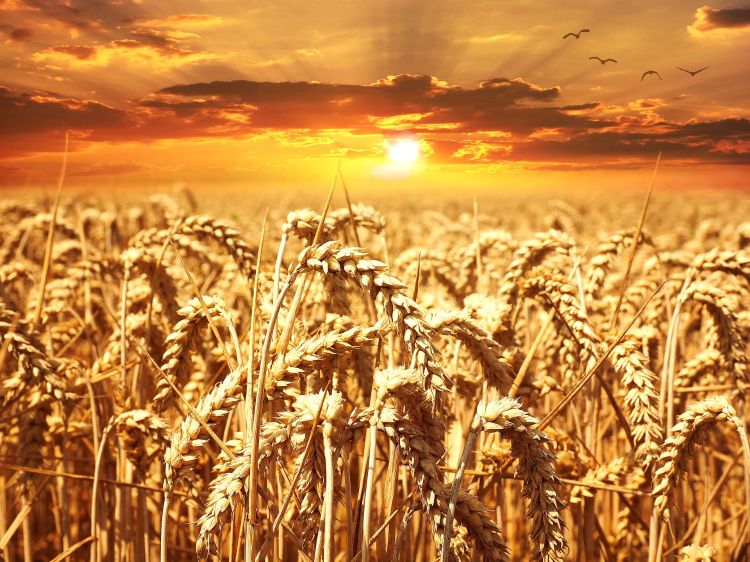 A wheat field.