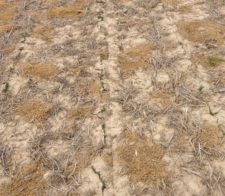 Soybeans planted in 30-inch rows emerging through a severely crusted soil. Photo by Mike Staton, MSU Extension.