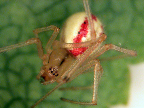  Cobweb spiders often have a small cephalothorax and a large, rounded abdomen with legs bent. 