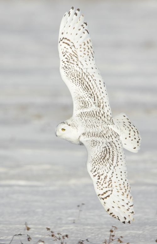 A snowy owl flies with wings fully extended over a field near water.