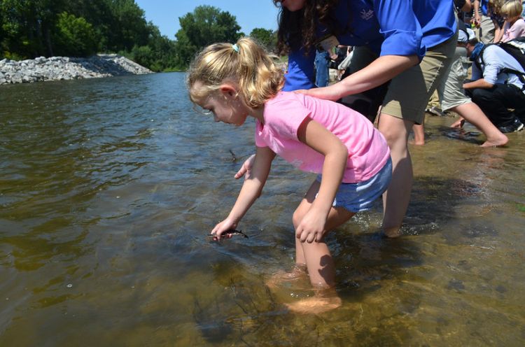 A young girl wades in a river and leans over holding a juvenile sturgeon to release into the river.