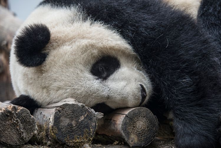 MSU scientists find that pandas are more resilient than once thought. Photo by Kurt Stepnitz