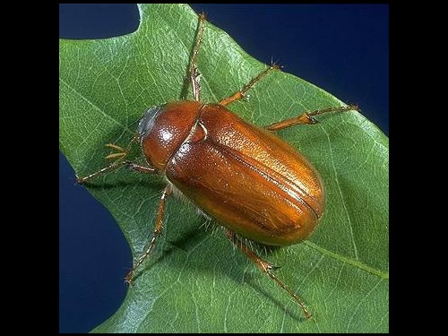 June beetle on leaf 
