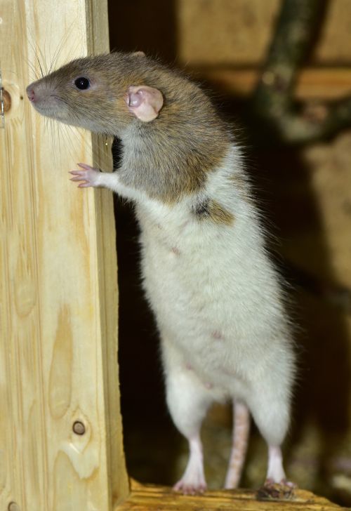 A rat standing next to a piece of wood.