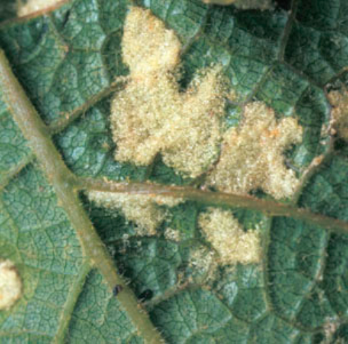 White patches on the undersurface of the leaf house the erineum mite.