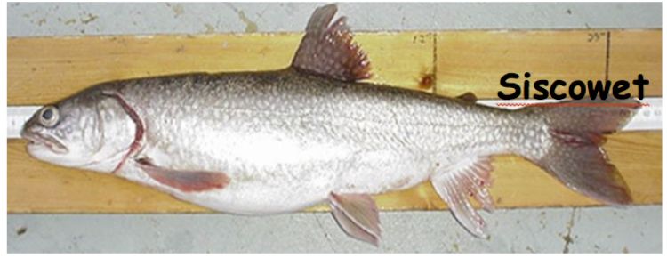 The siscowet lake trout is only found in Lake Superior and is the main predator in the deepwater region of the lake. Photo: Shawn Sitar | Michigan Department of Natural Resources