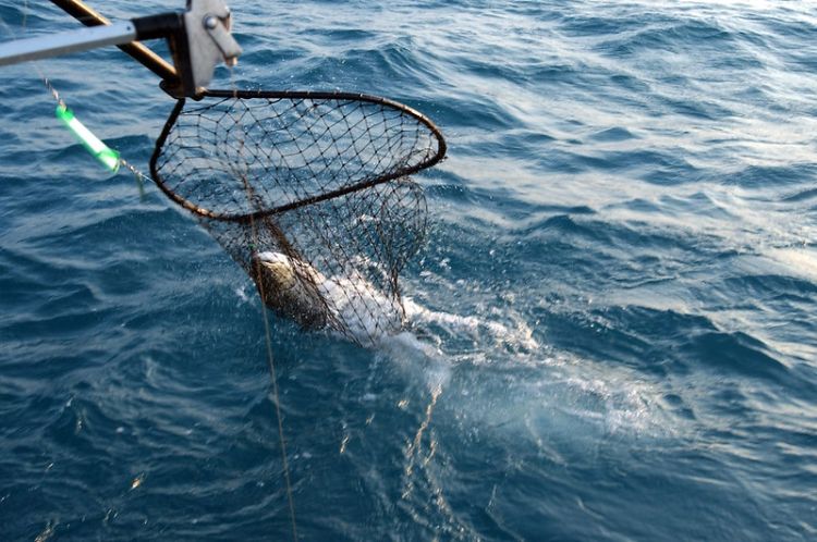 A fish is shown in a charter boat fish net being removed from the water after being caught on a charter fishing trip.