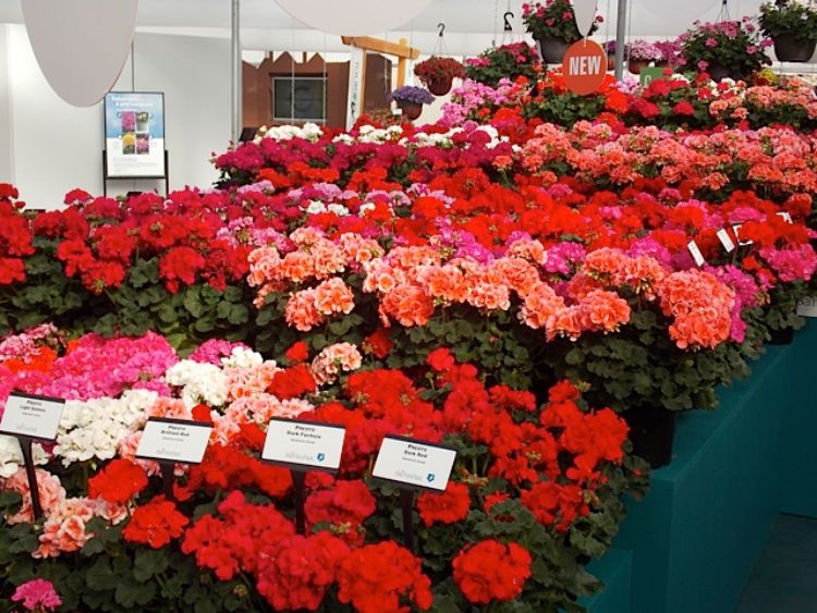 New cultivars debuted at California Spring Trials 2013. Photo credit: Heidi Wollaeger, MSU Extension