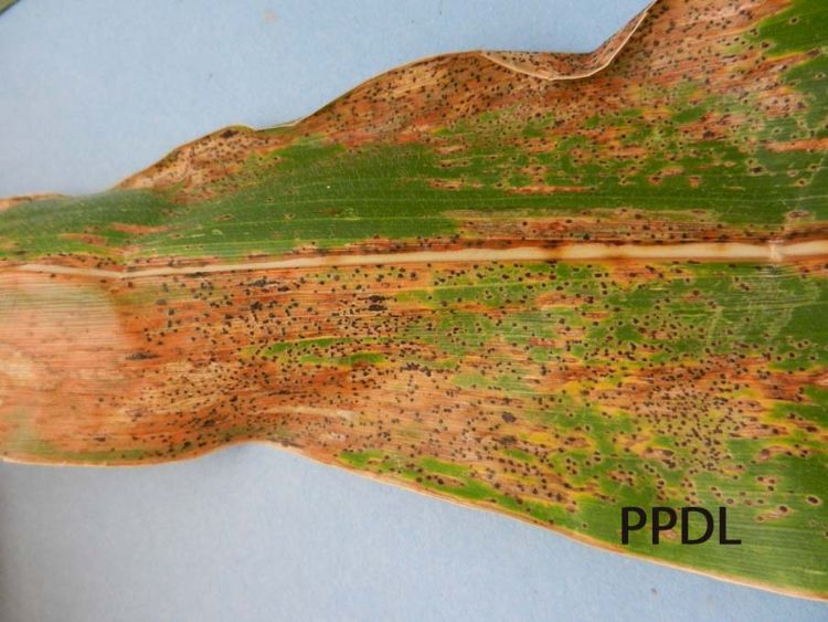 Corn tar spot. Photo courtesy of Purdue Plant and Pest Diagnostic Laboratory