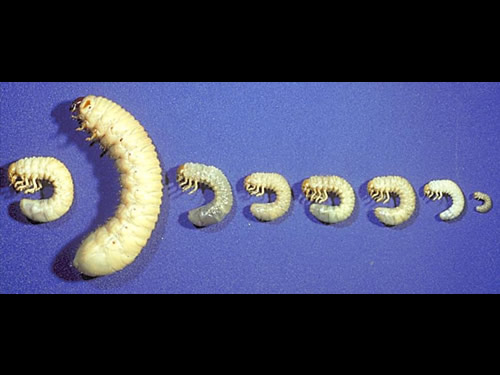 Difference Sized Grubs 