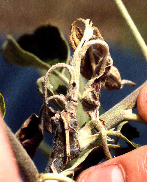 Larval feeding causes leaf wilt and die-back of blossoms and terminal shoots.
