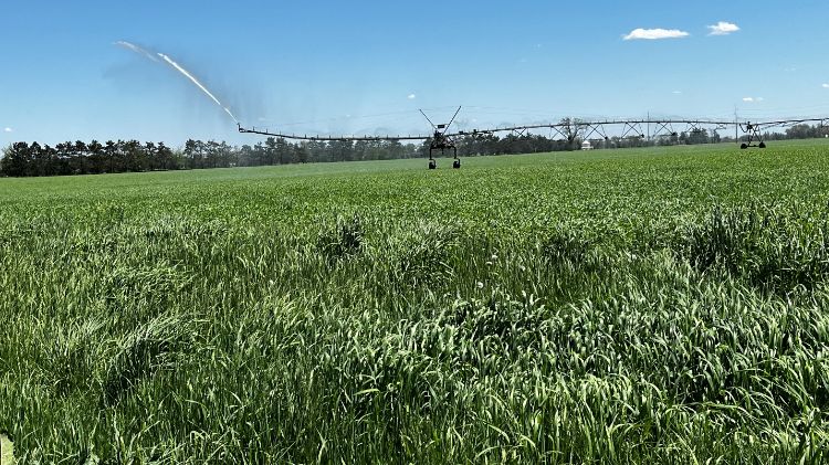 Irrigator in a wheat field.