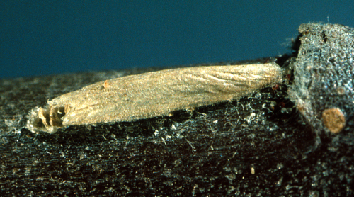 Cigar casebearer larva builds and hides in a cigar-shaped shelter.