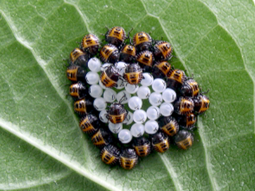  Newly-hatched egg mass of brown marmorated stink bug. 