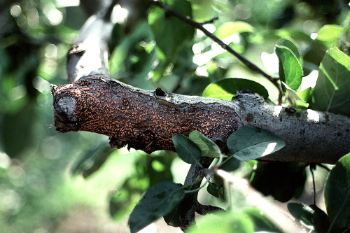 Bright pink or orange fruiting bodies develop on cankers or pruning stubs.