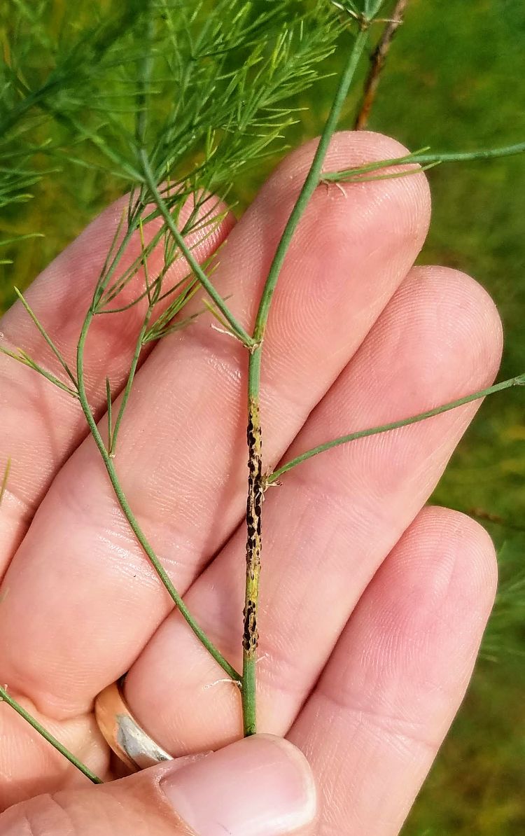 black asparagus rust lesions