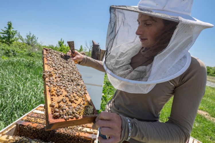 Meghan Milbrath inspects a honey bee hive on the MSU student organic farm. Photo by Kurt Stepnitz
