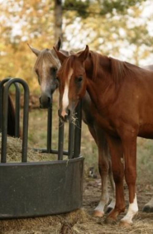Two horses standing at the feed
