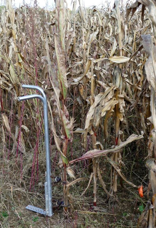 Figure 1. Corn stalk cutter designed to sample from 6-14 inches above the soil level. Photo: Eric Anderson, MSU Extension.