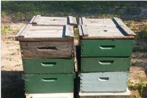michigan beekeeping bees msu regulations keeping rules starting apiculture edu extension canr