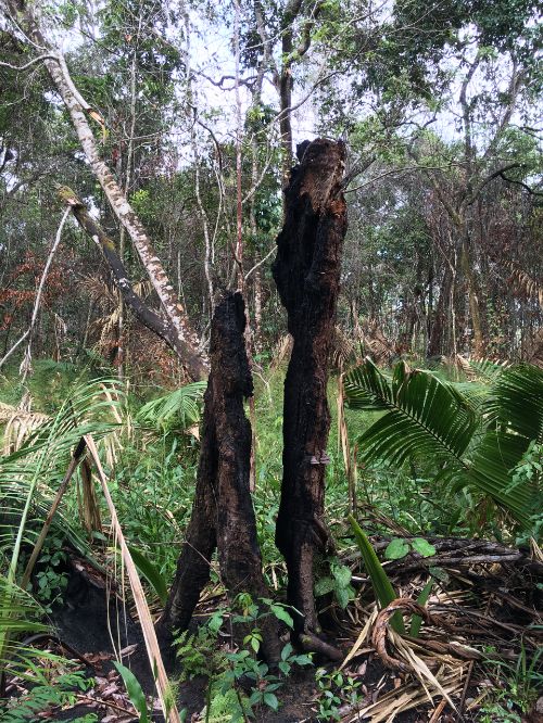 Photo of a tree burned in large-scale fires that occurred during a major Amazon forest drought in 2015/2016. This tree had been on the border of a savanna-to-forest transition zone in Alter do Chão, Santarém, Pará, Brazil.