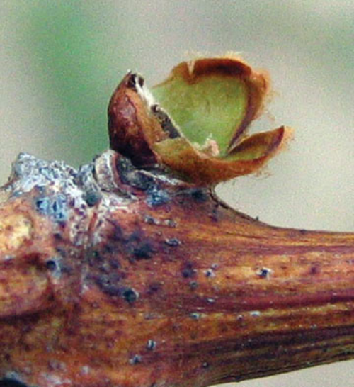  Cutworm damage to an expanding bud. 