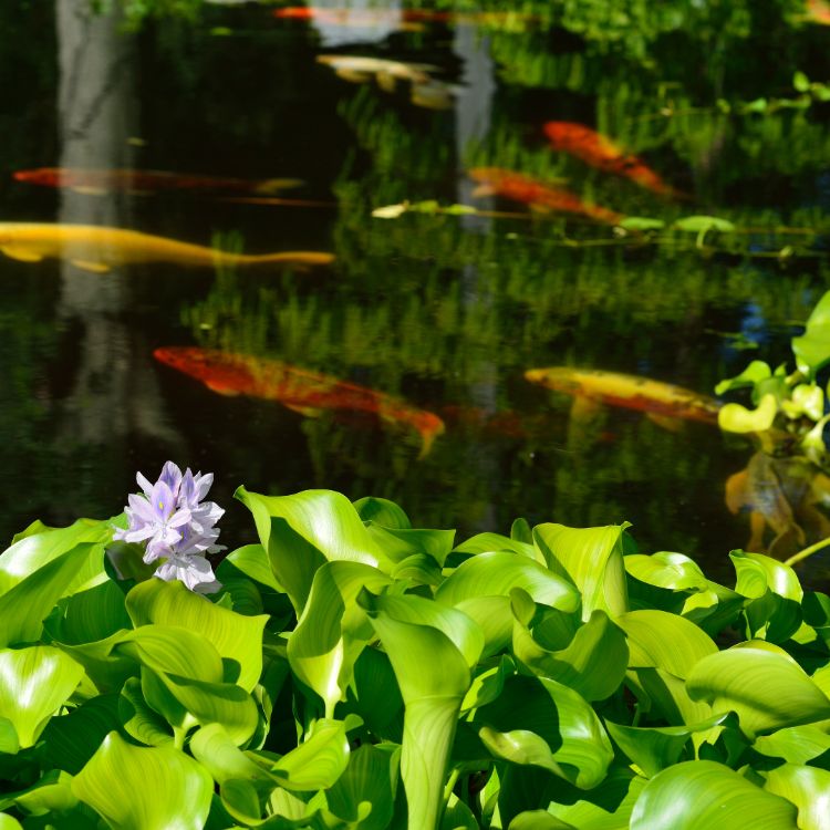 orange fish in a pond with floating plants