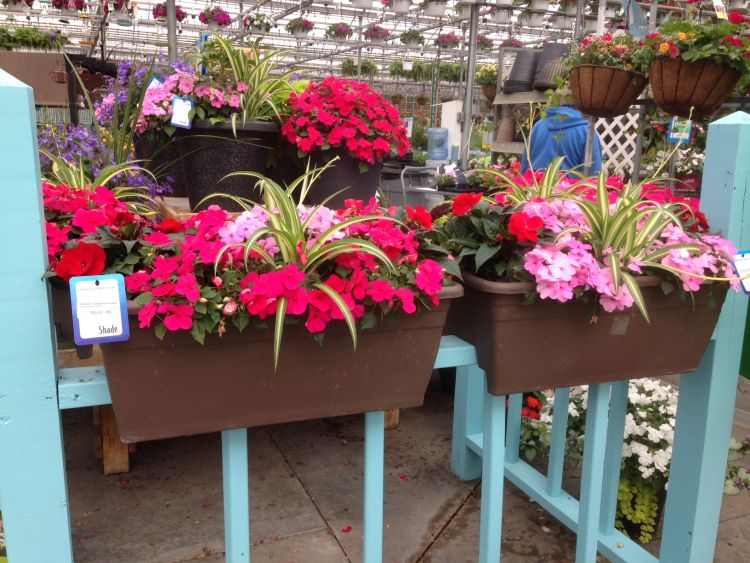 Colorful deck boxes with a spider plant and colorful impatiens. Photo: Heidi Wollaeger, MSU Extension.