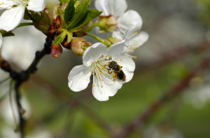 Biological control and Integrated Pest Management (IPM) for protecting  pollinators