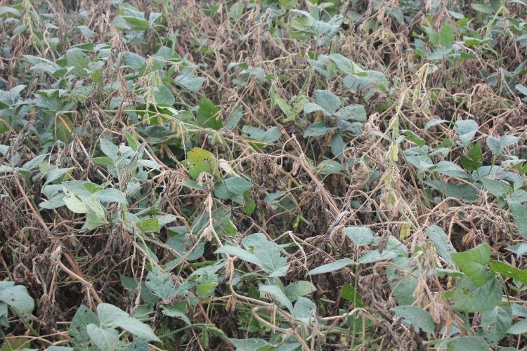 Heavy incidence of white mold in a Cass County irrigated soybean field.