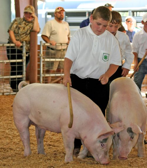Boys showing pigs