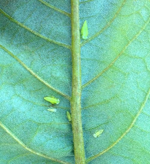 Immature potato leafhoppers along a mid-vein on the underside of a chestnut leaf. Photo: Mario Mandujano, MSU.