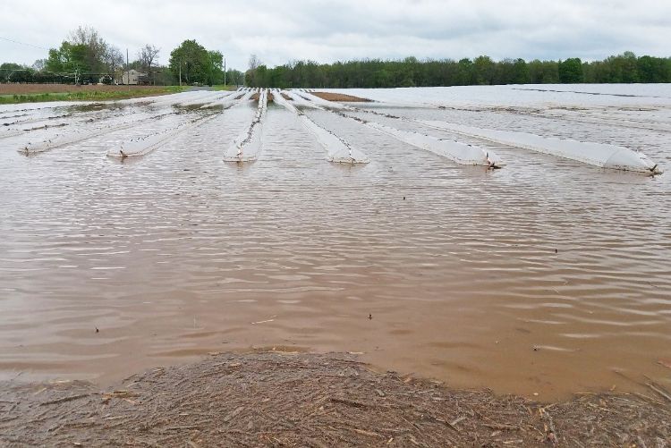 Section of a vegetable field showing low-tunnels partially covered with water from rain on May 14, 2018. Photo by Ron Goldy, MSU Extension.