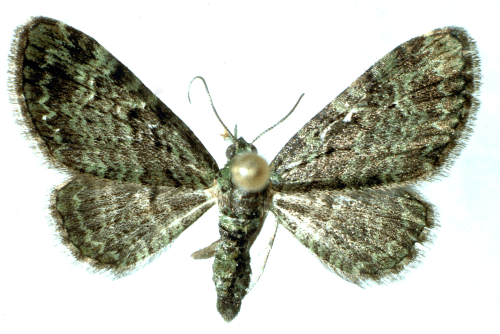  Adult is a grayish moth with mottled or scalloped dark striations toward the wing margins. 