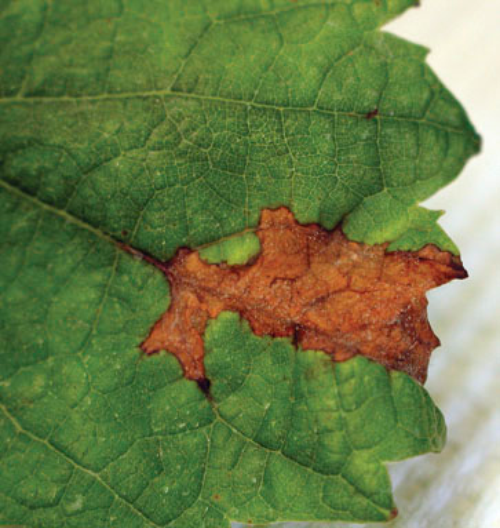  Irregular brown patches on leaf. 