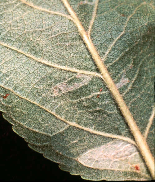 Early instar larval feeding on leaf tissues separates the outer layer of the leaf undersurface from the tissue above, causing a translucent mine, visible only from the leaf undersurface. 