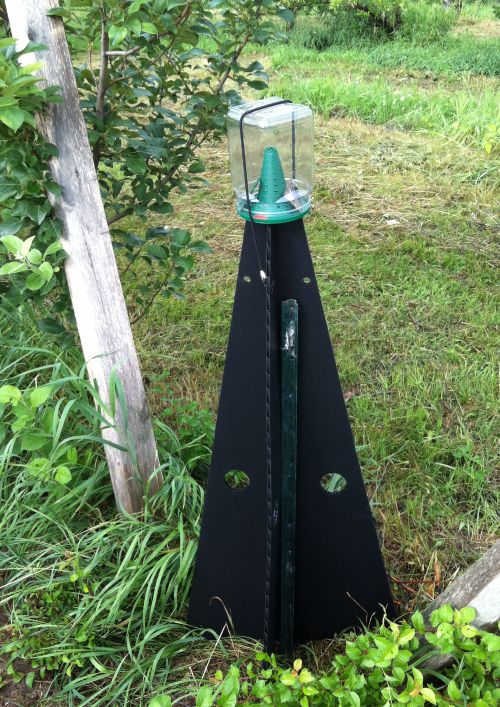 Pheromone-baited pyramid trap being used to monitor for brown marmorated stink bug.