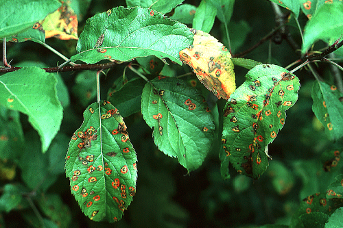  Lesions turn dark yellow to yellow-orange and develop a reddish border. 