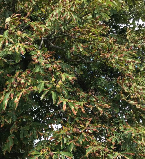 Horse chestnut leaf blotch