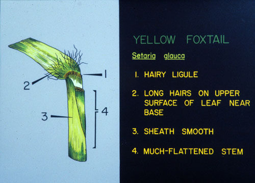 Yellow Foxtail4.jpg 
