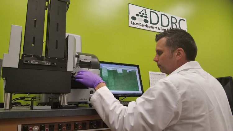 Thomas Dexheimer,  manager of Assay Development and Drug Repurposing Core Facility at MSU, works in the lab.