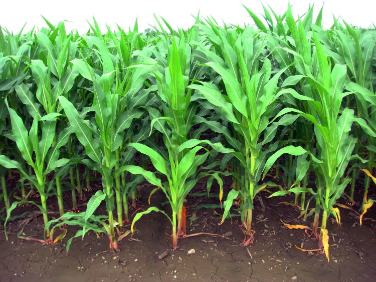 Corn growing in 20-inch rows.