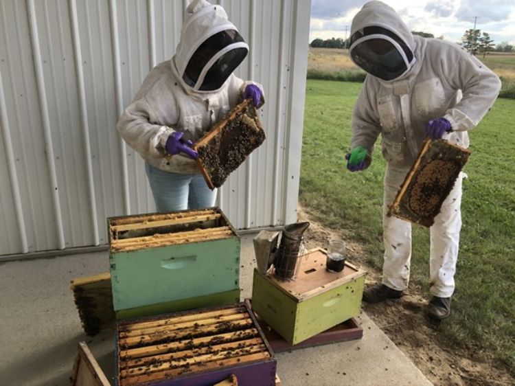 Beekeepers inspect a honey bee colony.