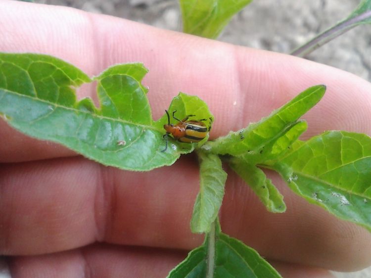 Three-lined potato beetle feeding on a nightshade weed neighboring eggplants. Clean up the Solanaceous weeds (nightshades) around your plot. These will jump over to your tomatillos and sometimes eggplants, and can skeletonize them.