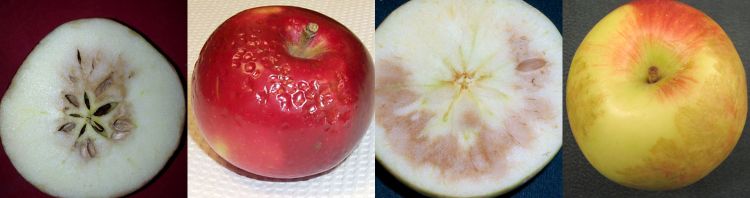 Carbon dioxide injury to some apple cultivars grown in Michigan. Cultivars are, from left to right, Jonathan, McIntosh, Honeycrisp and Empire.
